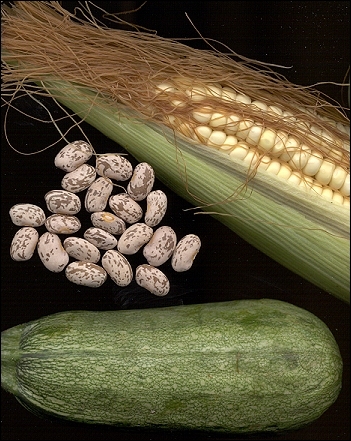 image of maize, beans, and squash