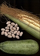 thumbnail of maize, squash, and beans