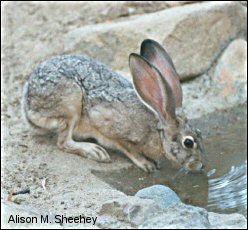 Black-tailed Jackrabbit