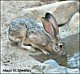 thumbnail of Black-tailed Jackrabbit