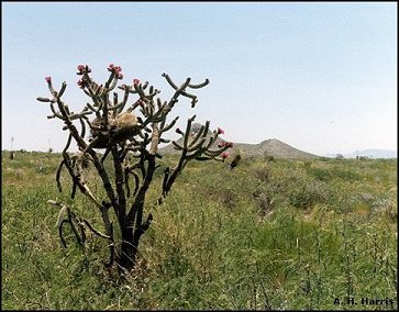 cactus cholla