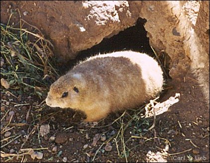 Black-tailed Prairie Dog