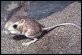 thumbnail of Merriam's Kangaroo Rat