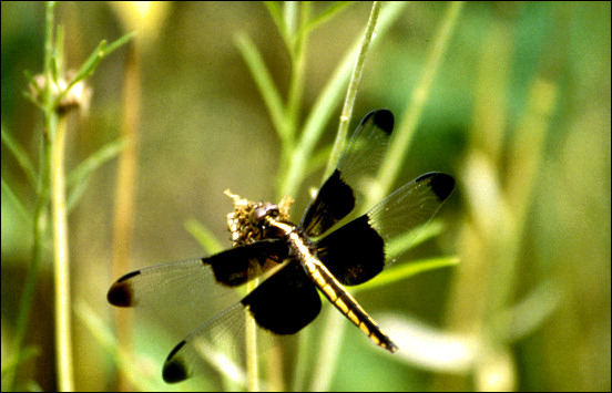 dragonfly