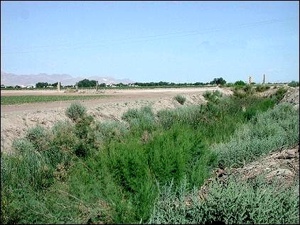 vegetated drainage ditch