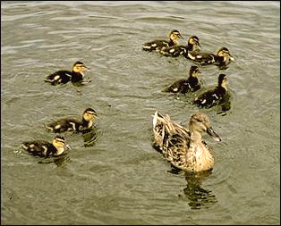 photo of ducklings