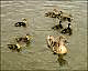 thumbnail of mallard hen and ducklings