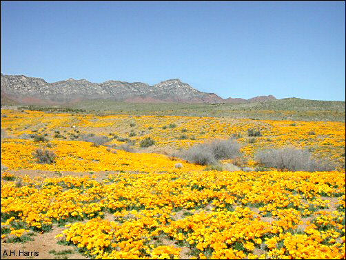 Chihuahuan Desert at El Paso