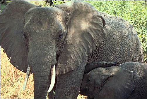 African Elephant