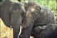 thumbnail of an African elephant with young
