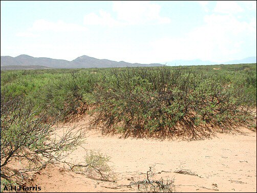 mesquite hummocks