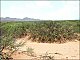 thumbnail of mesquite hummocks, Tularosa Basin