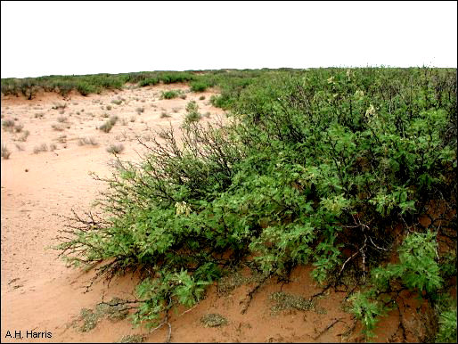 mesquite hummocks