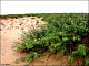 thumbnail of mesquite hummocks west of La Union, NM