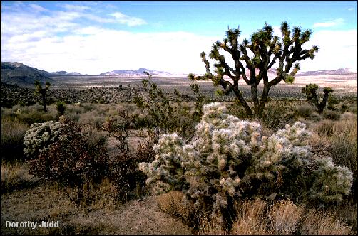 Landscape with Joshua Trees