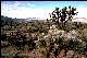 thumbnail of desert scene with Joshua tree
