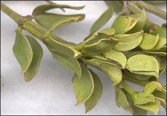 creosotebush leaves