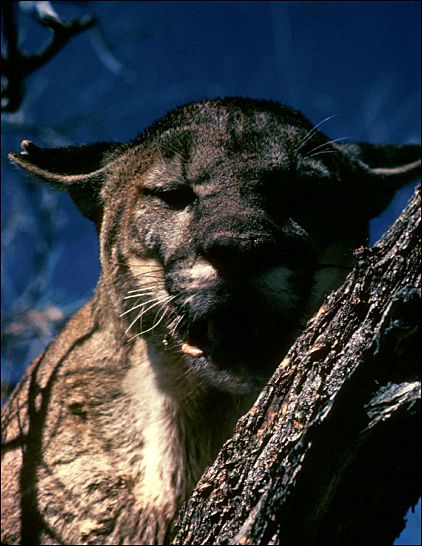 Mountain Lion