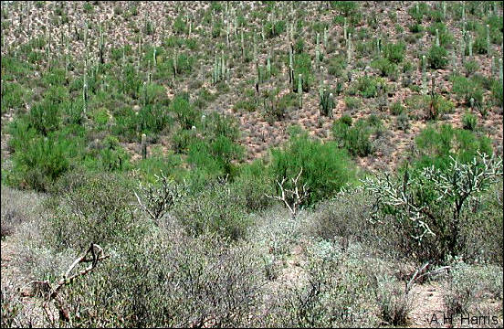 Sonoran Desert plants in landscape