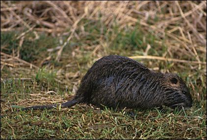 Nutria