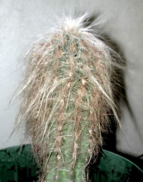 hairy cactus