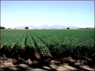 onion field