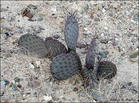 prickly pear cactus