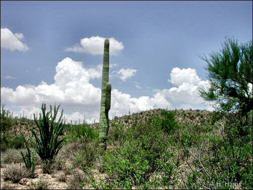 Sonoran Desert scene with Saguaros