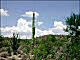 thumbnail of Sonoran Desert scene with saguaros