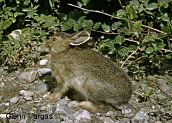 Snowshoe Hare