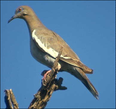 White-winged dove