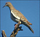 thumbnail of a white-winged dove