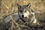 thumbnail of gray wolf