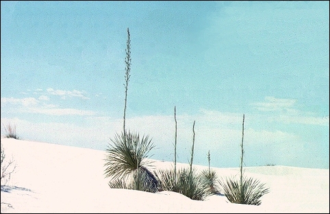 Yuccas growing in the White Sands