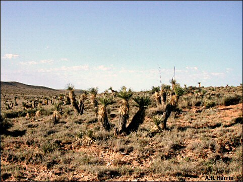Yuccas in desert grassland