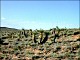 thumbnail of desert grassland with Yucca elata