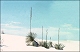 thumbnail of yucca at White Sands