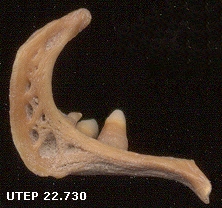 fossil pharyngeal teeth