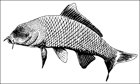 drawing of carp