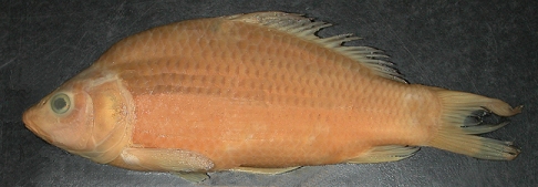 photograph of carp