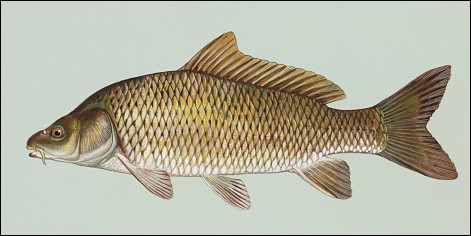 image of carp
