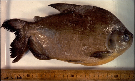 Photograph of Pacu