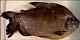 thumbnail of a preserved pacu