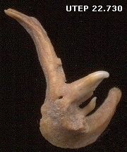 fossil pharyngeal teeth