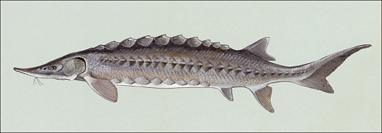 sturgeon fish