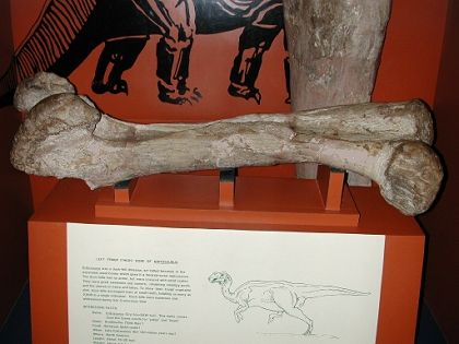 fossil Kritosaurus femur