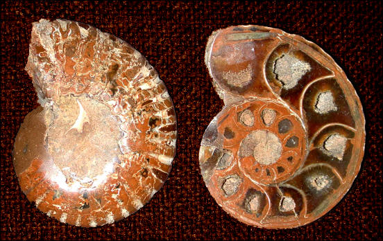 external and internal views of a fossil ammonite