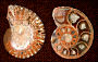 thumbnail of external and internal views of an ammonite
