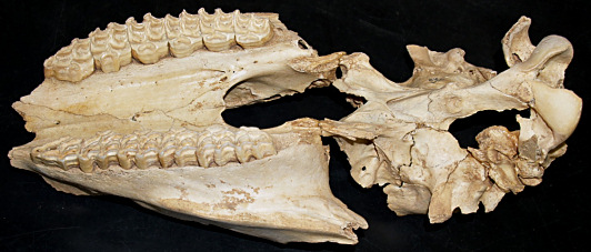 fossil horse skull