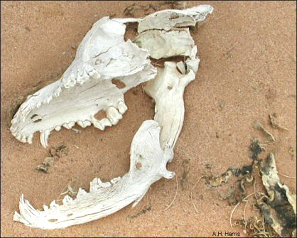 Skull and jaws of a dog, discarded in the desert